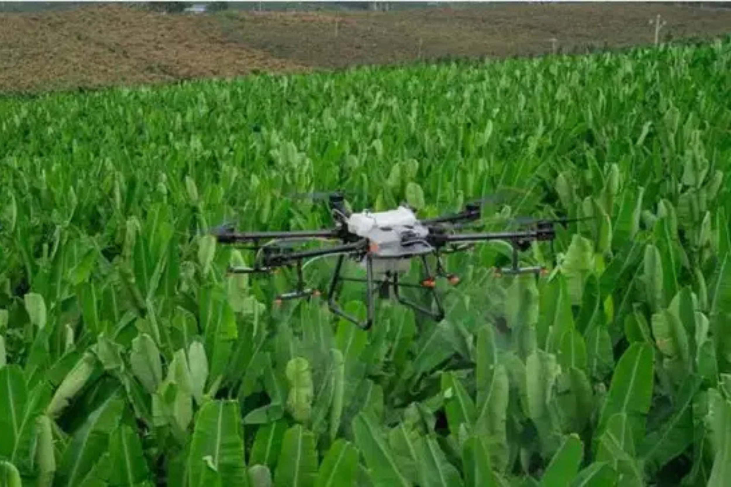 Drone’larla hassas tarım. Faydaları ve uygulamaları nelerdir?